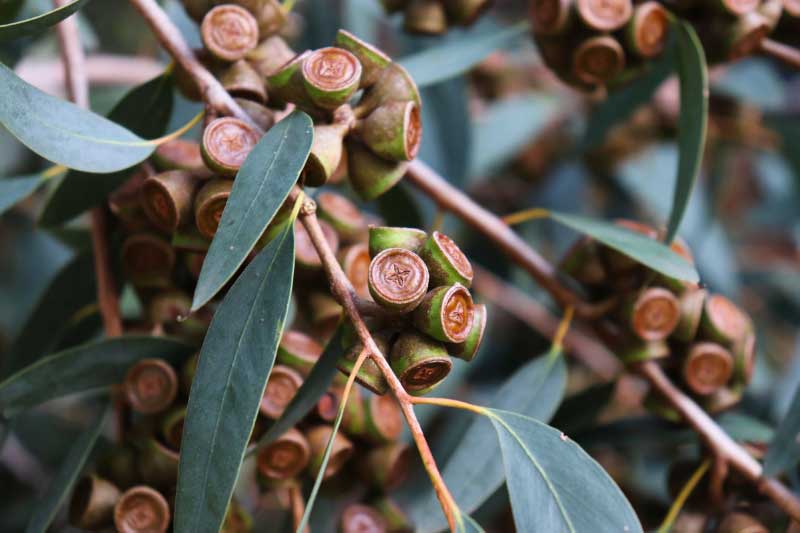 Les fruits (capsules) de l'Eucalyptus, contenant les graines