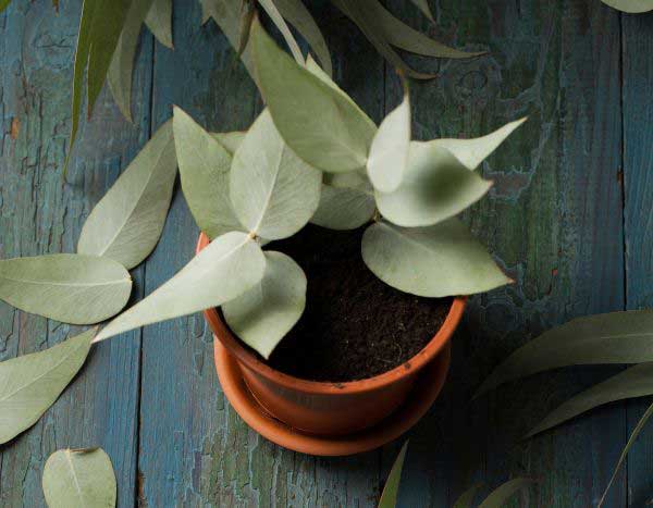 Comment multiplier l'Eucalyptus ?