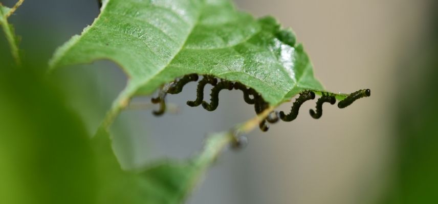 larves de Nematus ribesii