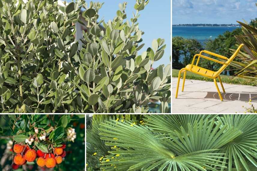 arbre pour piscine bord de mer
