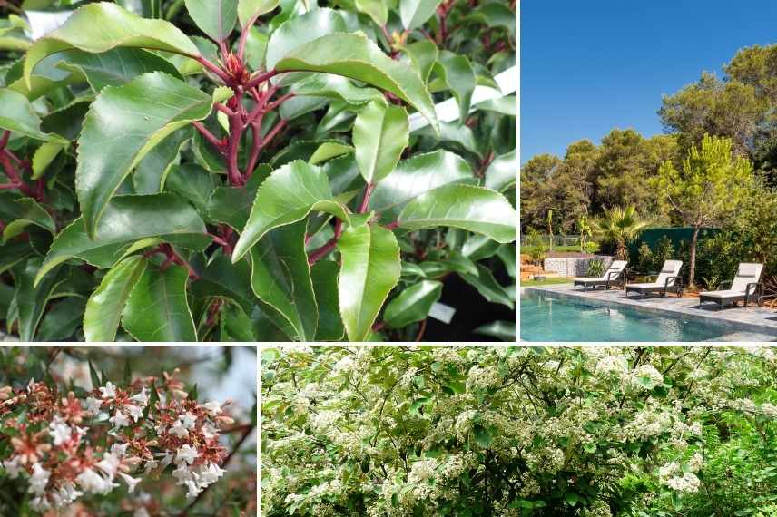 quel arbre arbuste pour ombrager une piscine