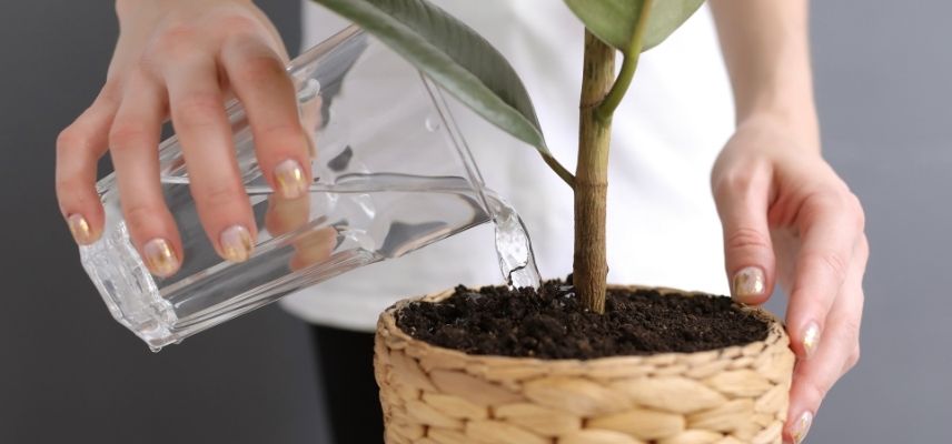 comment bien arroser une plante d interieur en ete