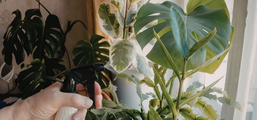 plante verte et climatisation