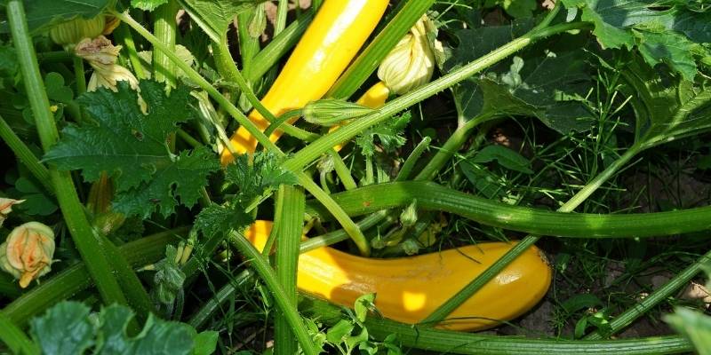 beautiful yellow courgettes in the garden