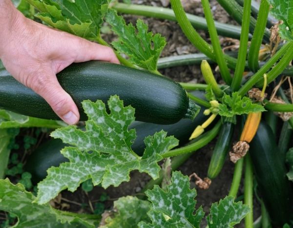 Comment récolter et bien conserver les courgettes ?