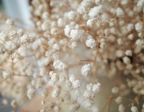 Comment faire sécher la gypsophile ?