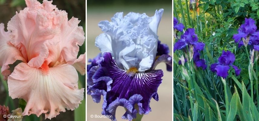 large garden iris