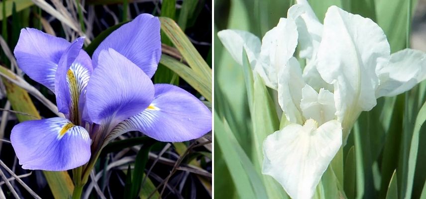 dwarf irises