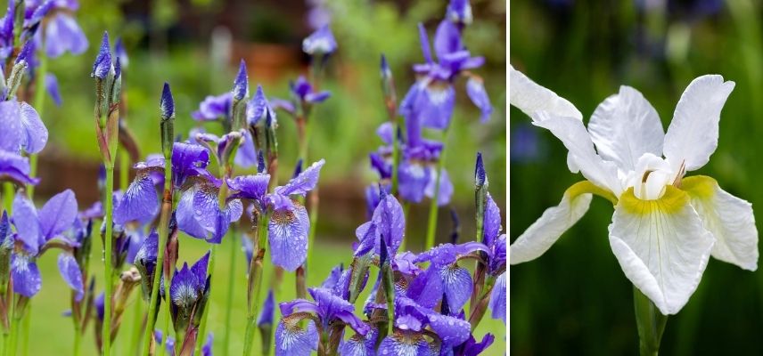 water iris for pond bank