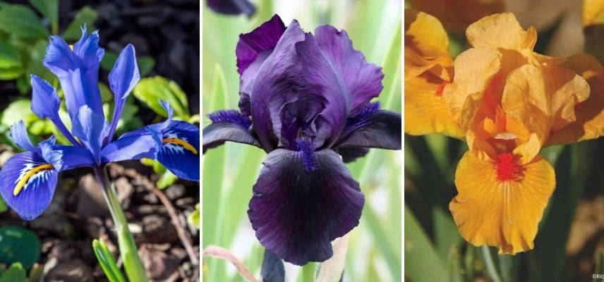 medium-sized iris for border