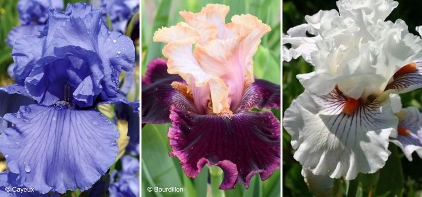 which iris for monochrome garden