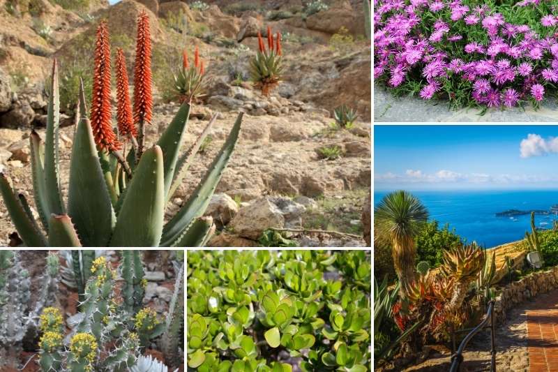 Des plantes appréciant les sols secs et la chaleur
