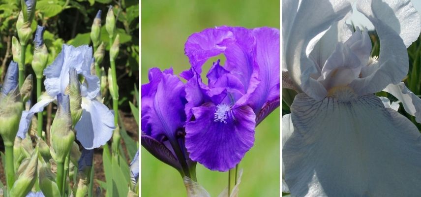 scented irises
