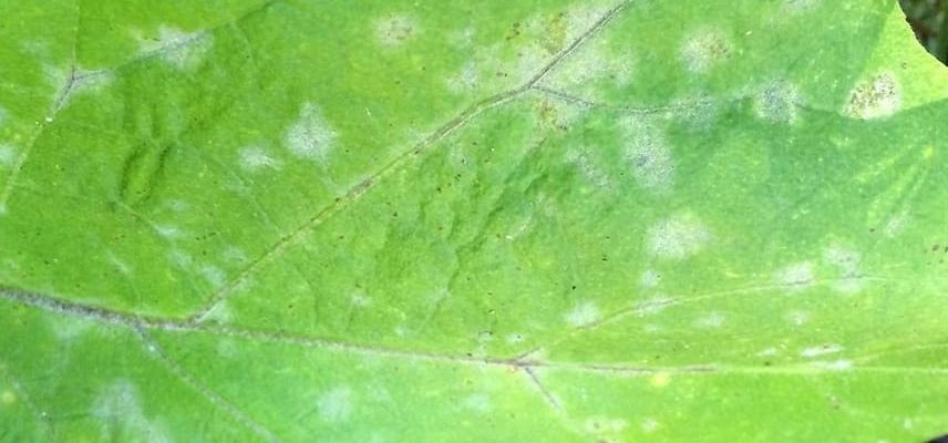 de l'oidium sur une feuille de plante