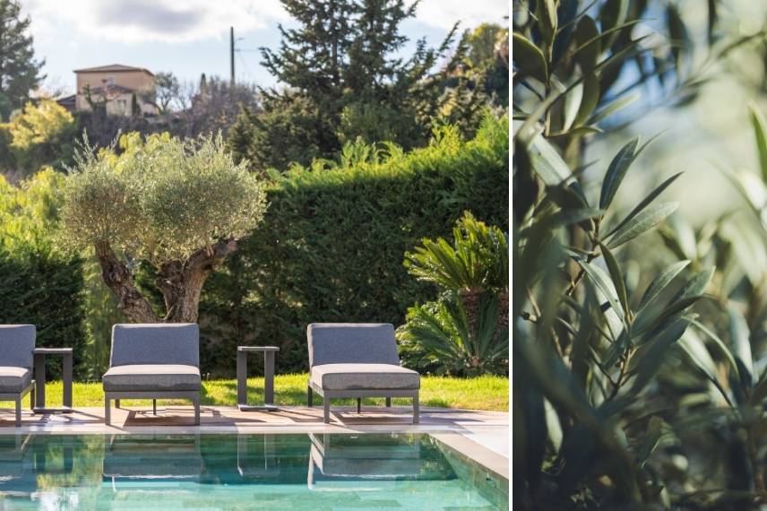quel arbre pour piscine