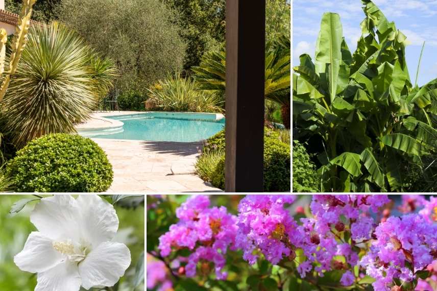plantes exotiques ombre piscine