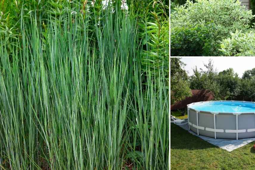 plantes pour piscine hors sol
