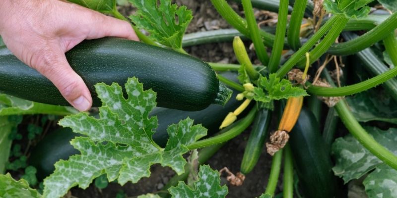harvesting a courgette from the vegetable garden