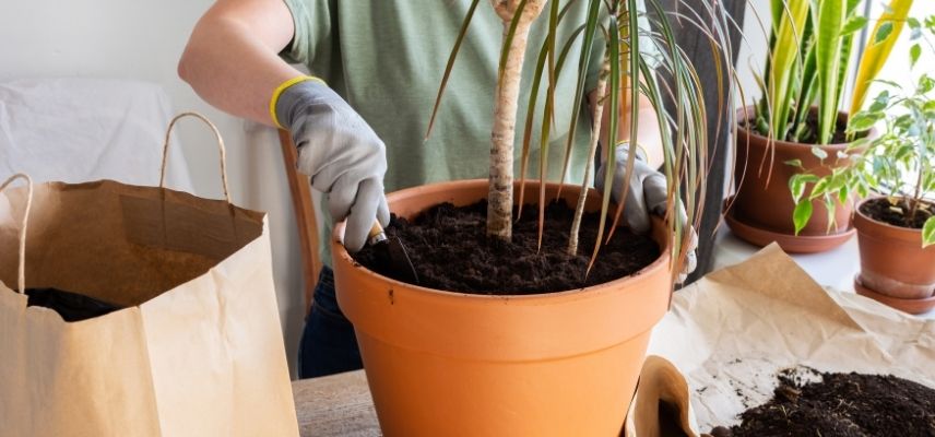 quand rempoter plante verte en ete
