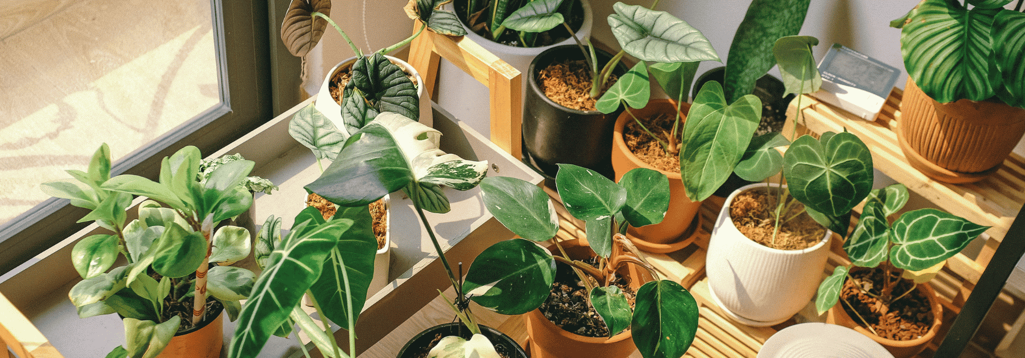 Plantes d’intérieur : 8 erreurs fréquentes à éviter en été