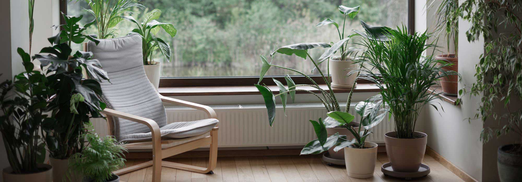 Canicule : quelles plantes d'intérieur pour rafraîchir la maison ?