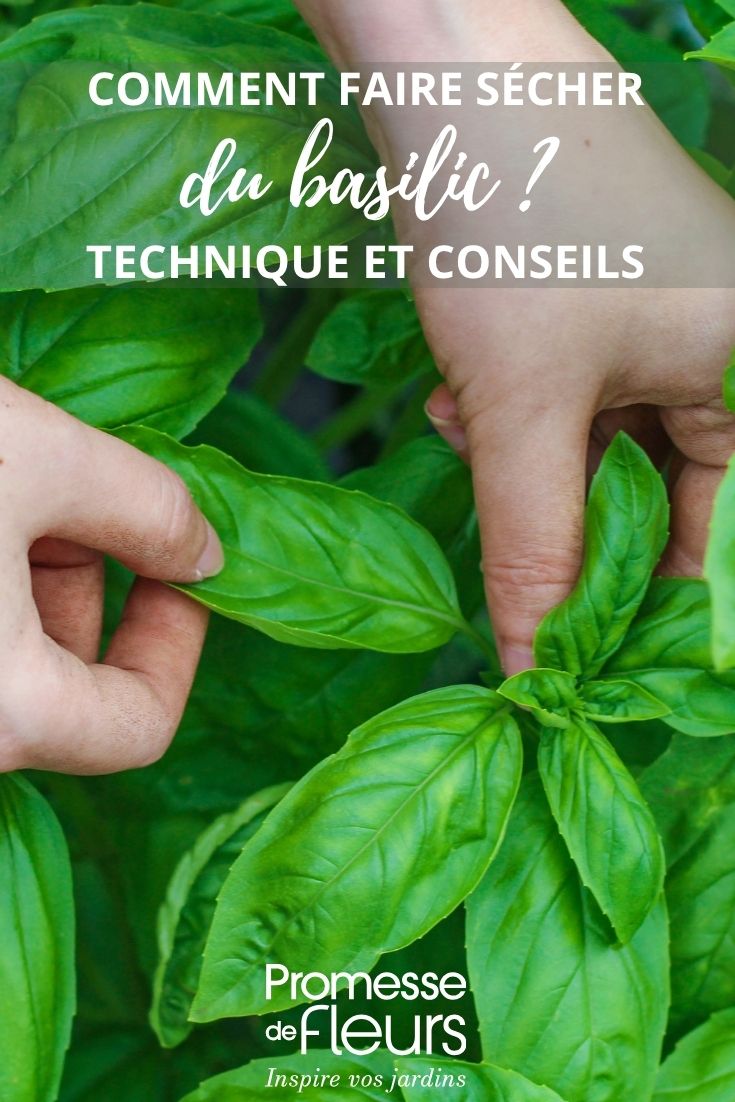 récolte des feuilles de basilic