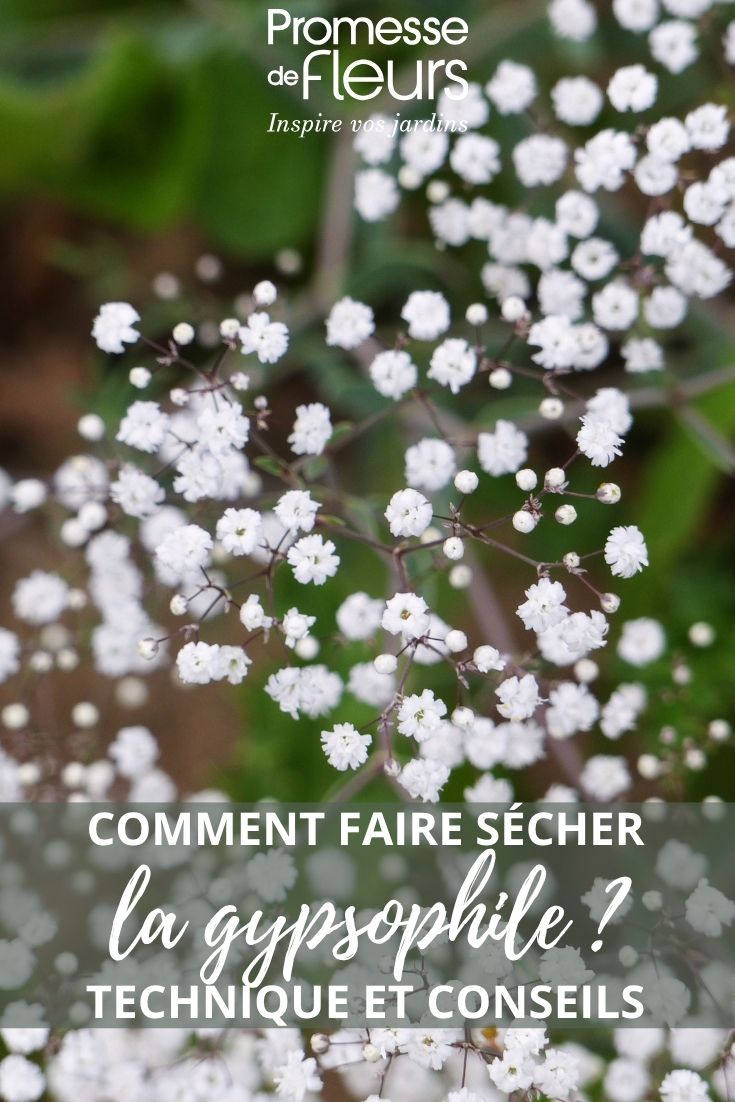 fleurs de gypsophile