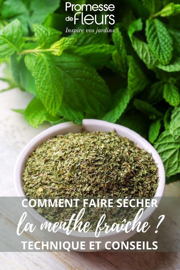 menthe fraiche