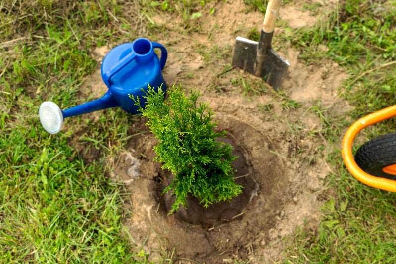 Réalisation d'une cuvette pour retenir l'eau et faciliter l'arrosage
