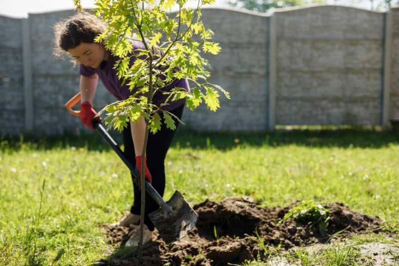 Creuser une cuvette pour faciliter l'arrosage des plantes