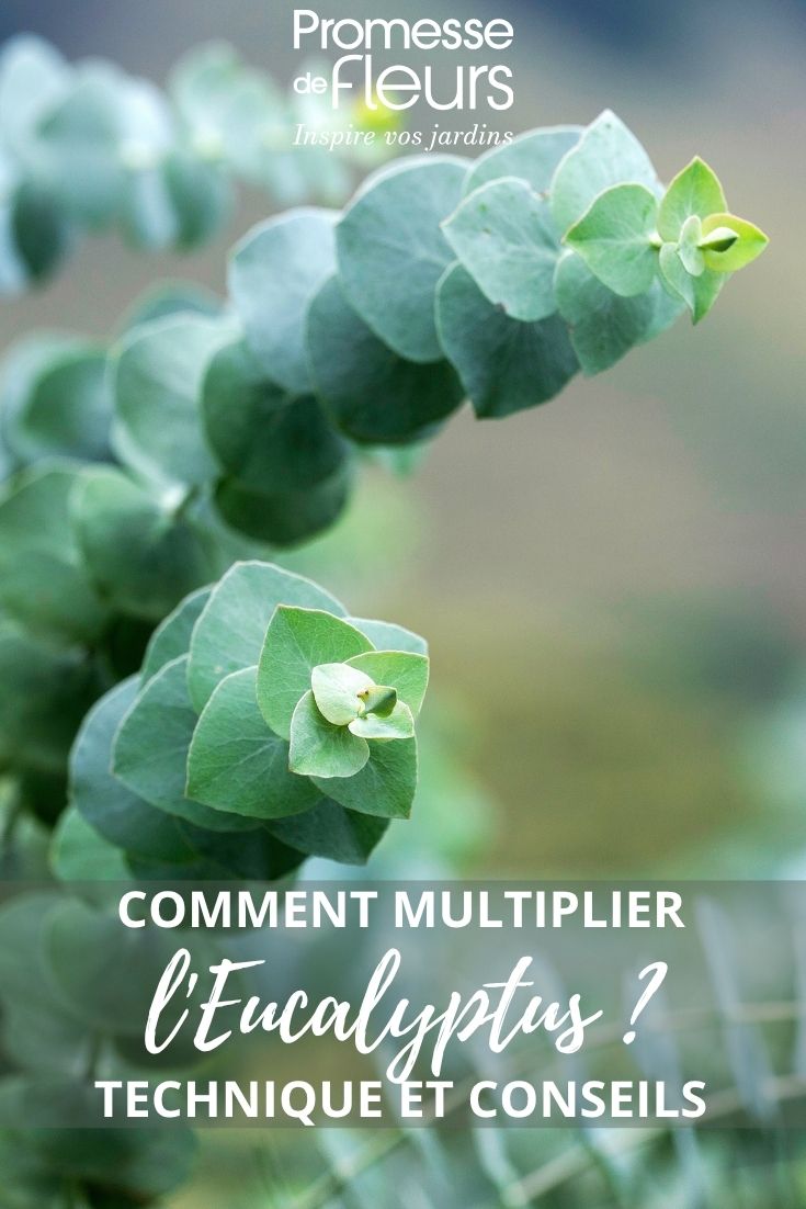 feuilles d'eucalyptus