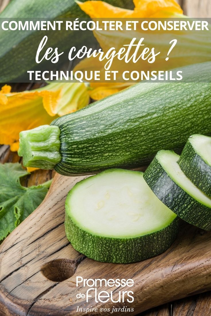 photo de courgette : l'une coupée, l'autre entière