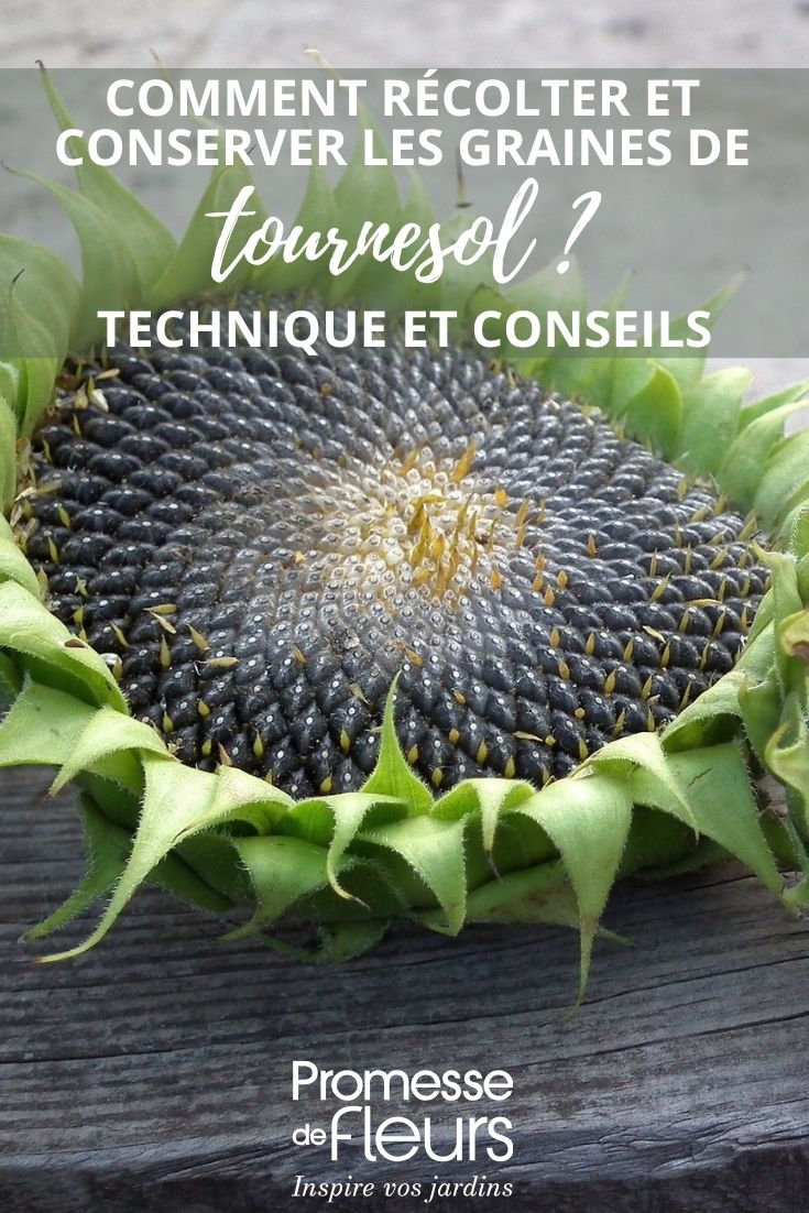 fleurs en graine de tournesol