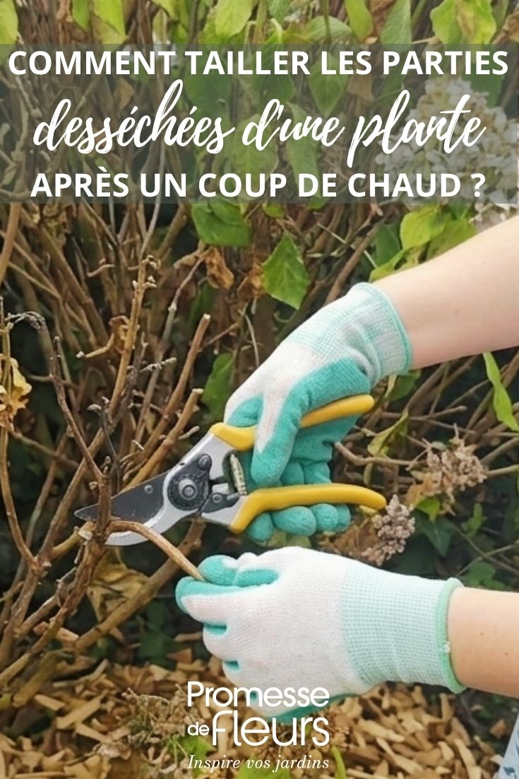 taille d'un hortensia sécheresse canicule en été (amélioré par IA)