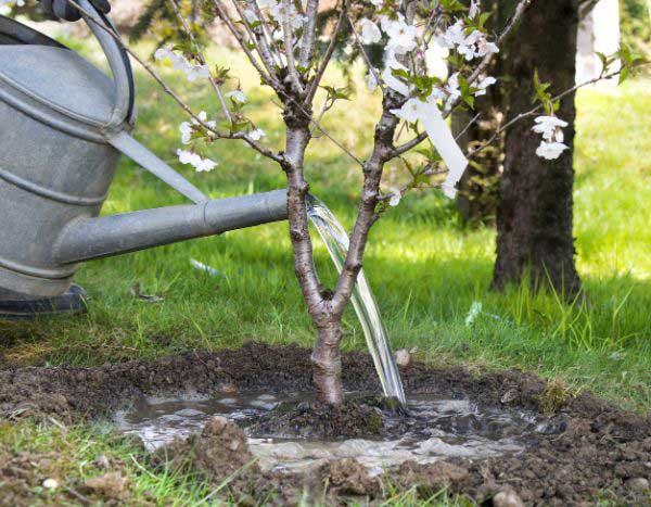 Comment faire une cuvette d'arrosage au pied d'une plante ?