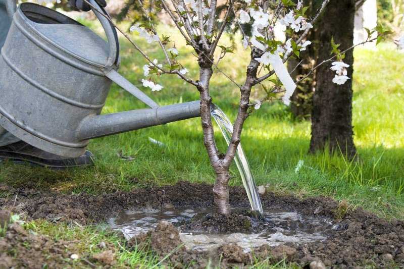 Comment retenir l'eau au pied des plantes avec une cuvette d'arrosage
