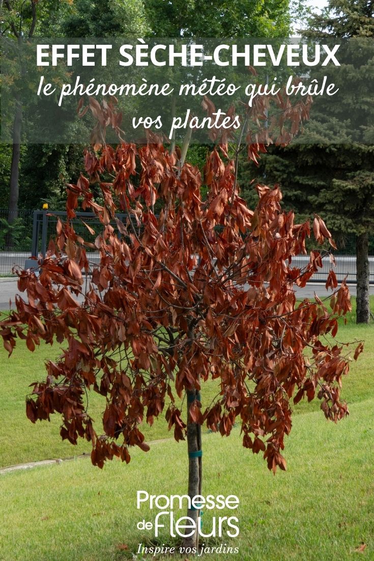 arbre feuilles mortes chaleur