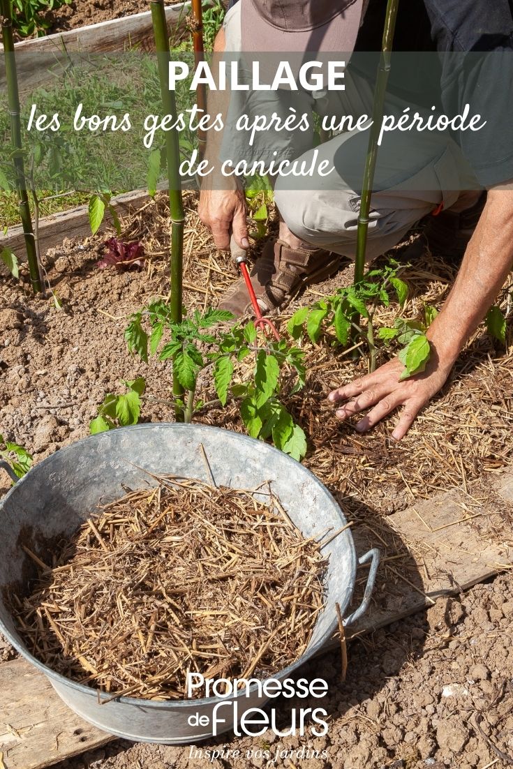 paillage du potager