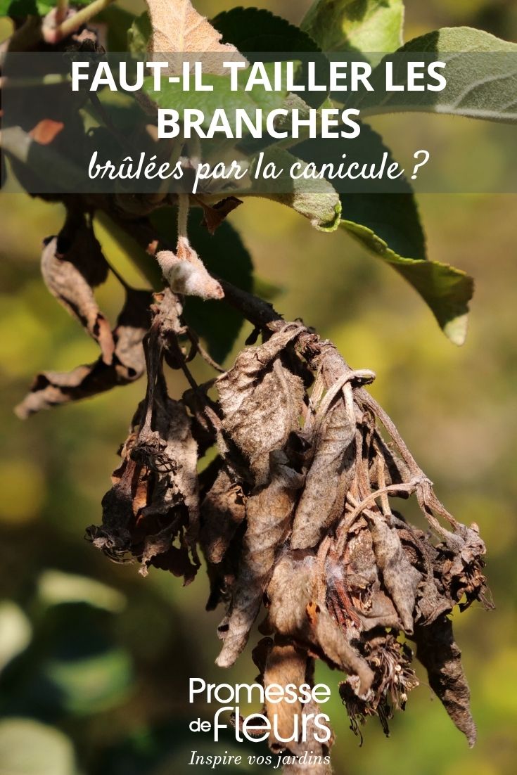 branche morte