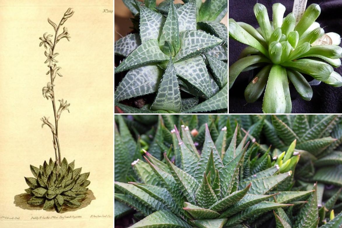 especes d Haworthia