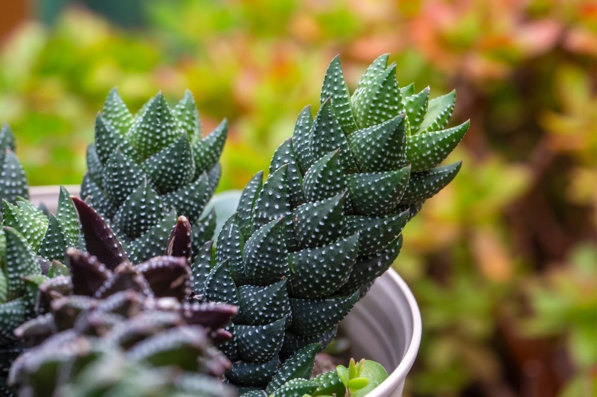 Haworthia coarctata