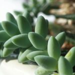 Haworthia : entretien, bouture et culture de cette petite plante succulente