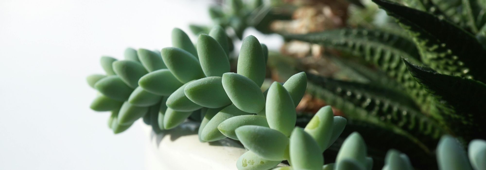 Haworthia : entretien, bouture et culture de cette petite plante succulente