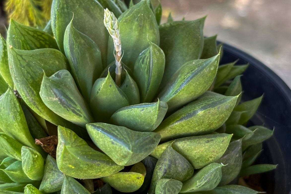 Haworthia retusa