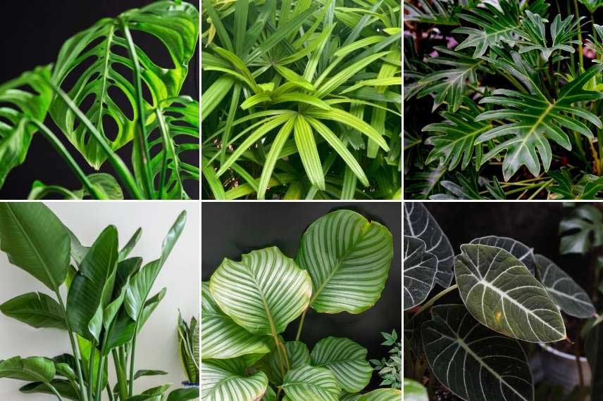 Les plantes d'intérieur idéales pour rafraichir sa maison en été