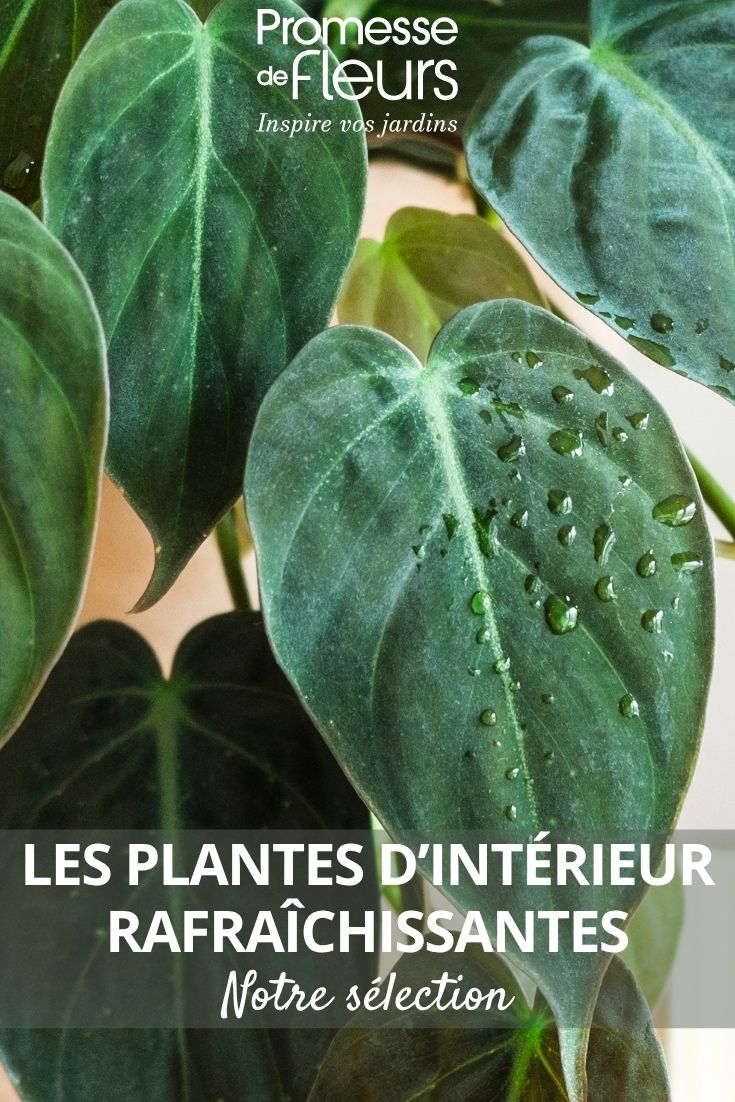 Philodendron