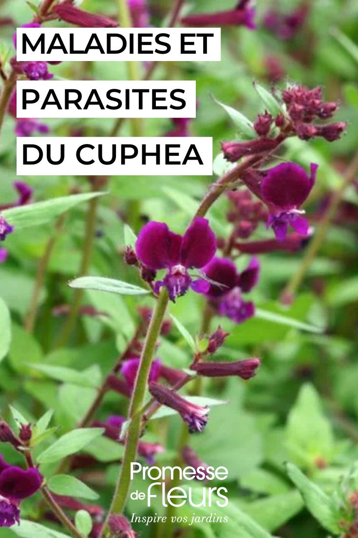 fleur de cuphea Purple Passion