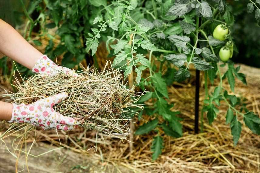 Ajout d'une couche de paillage autour de plants de tomates