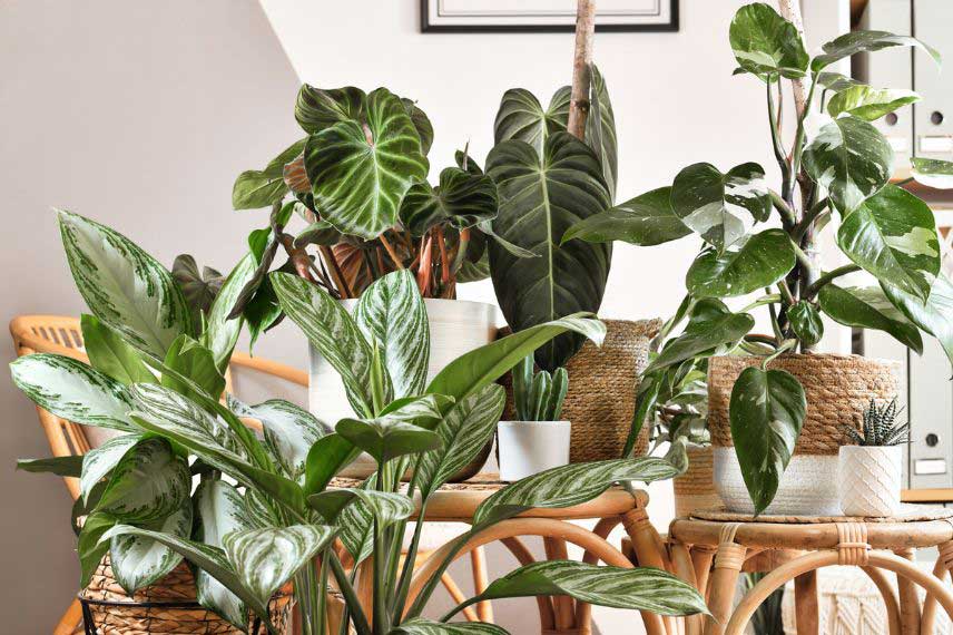 Comment rafraîchir son logement avec des plantes vertes