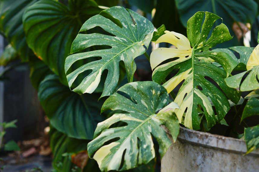 Les meilleures plantes vertes pour apporter de la fraicheur - Monstera panaché